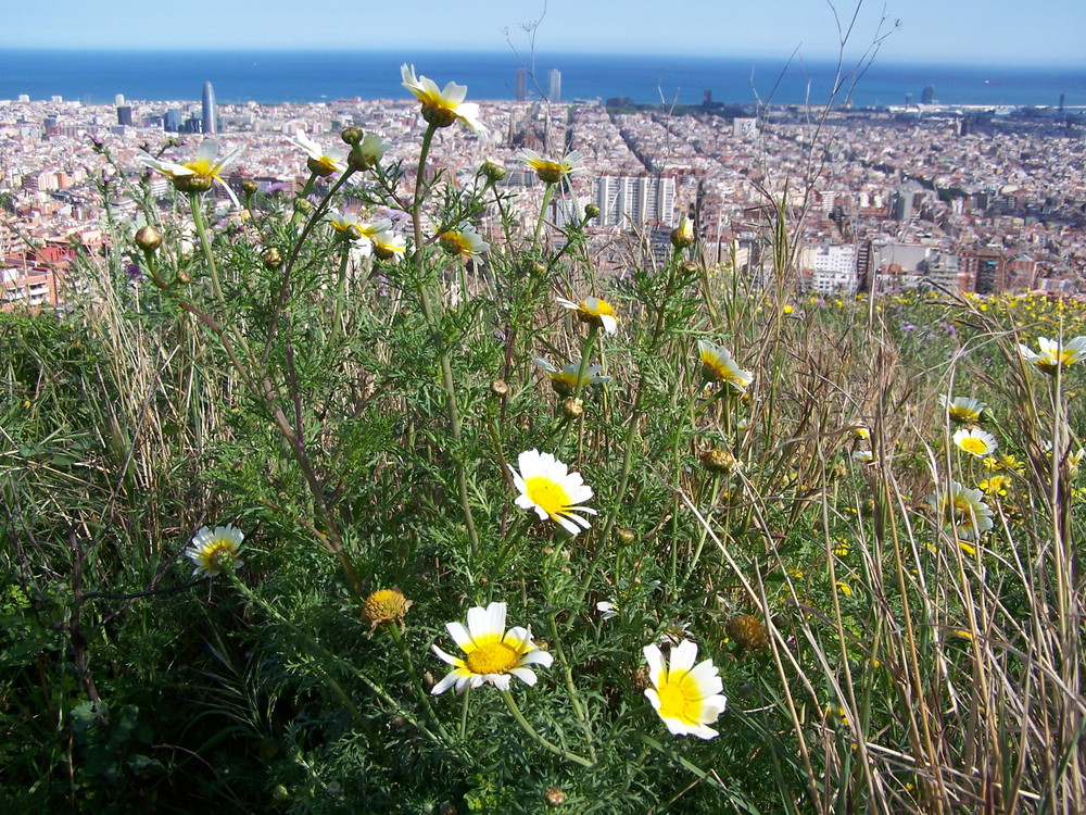 Barcelona-primavera